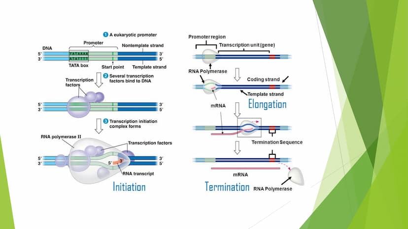 Proteinbiosynthese
Von Novalee Mader Gliederung:
1. Die Transkription der DNA = Initiation, Elongation, Termination
2. Die Prozessierung der