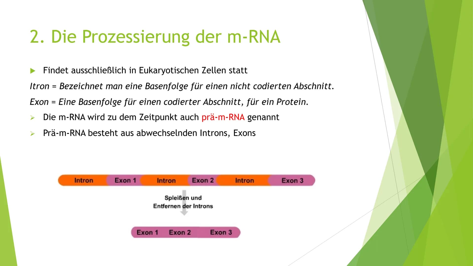 Proteinbiosynthese
Von Novalee Mader Gliederung:
1. Die Transkription der DNA = Initiation, Elongation, Termination
2. Die Prozessierung der