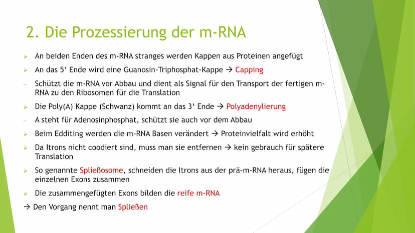 Proteinbiosynthese
Von Novalee Mader Gliederung:
1. Die Transkription der DNA = Initiation, Elongation, Termination
2. Die Prozessierung der