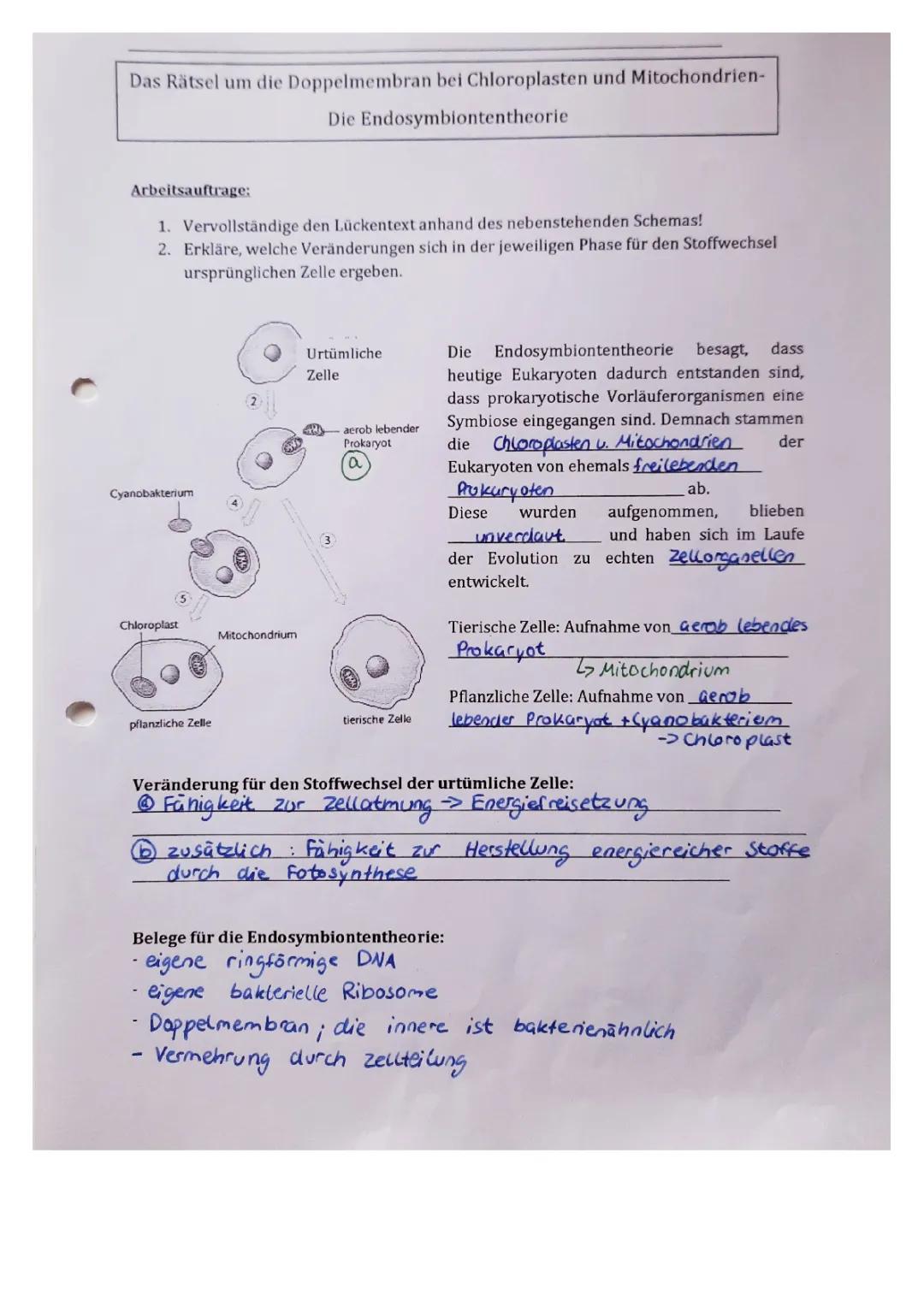 Endosymbiontentheorie einfach erklärt: Was passiert bei der Endosymbiontentheorie?