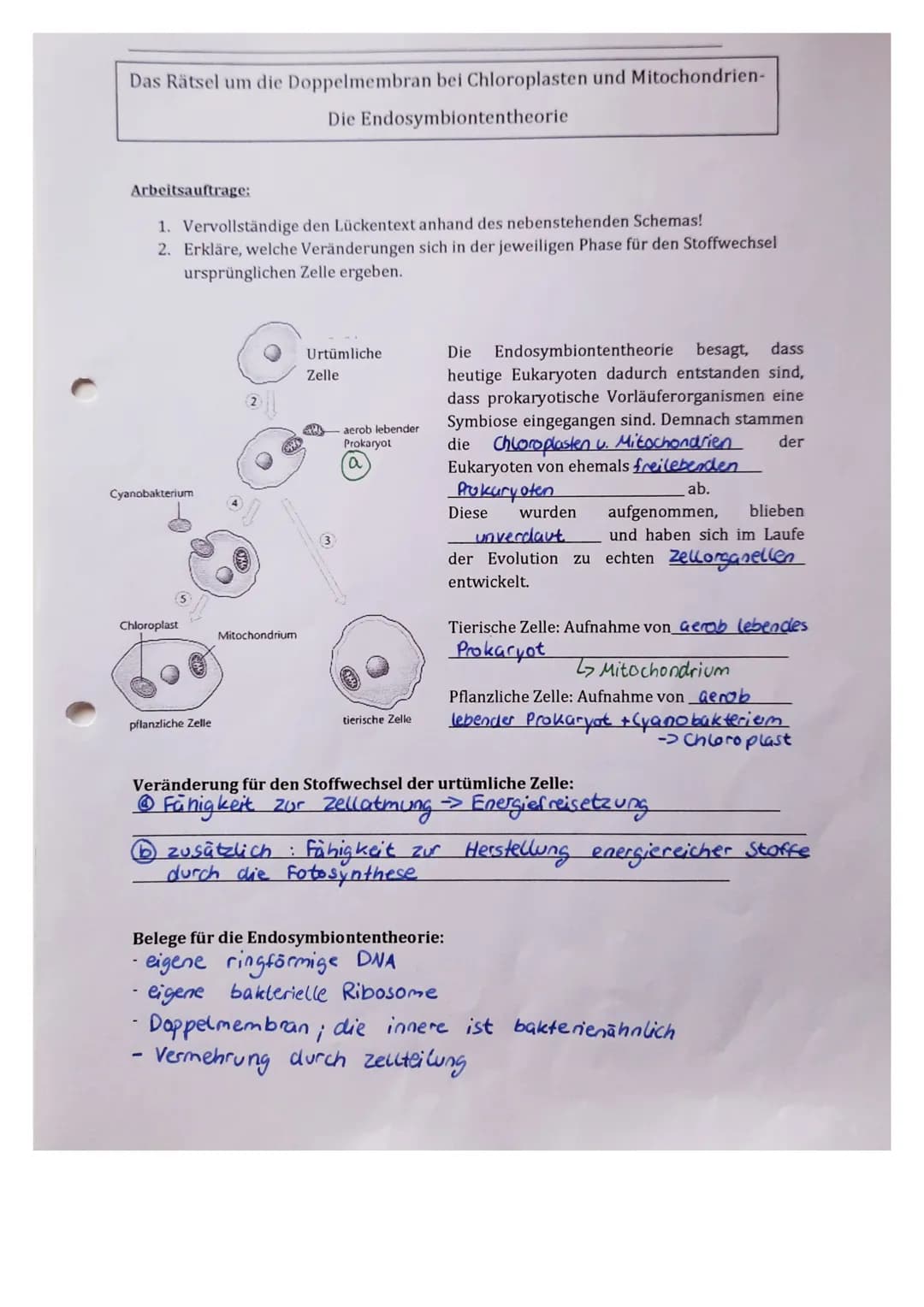 Das Rätsel um die Doppelmembran bei Chloroplasten und Mitochondrien-
Die Endosymbiontentheorie
Arbeitsauftrage:
1. Vervollständige den Lücke
