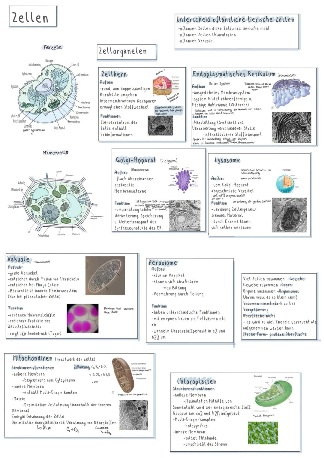 Zellen
Lysosom,
glattes EX
Cytoplasma
freie Ribosomen
Chloroplasten-
Punishmen
Vakuole
Mitochondrien
Mitochondrien
Zentriole
bilden (ylasket