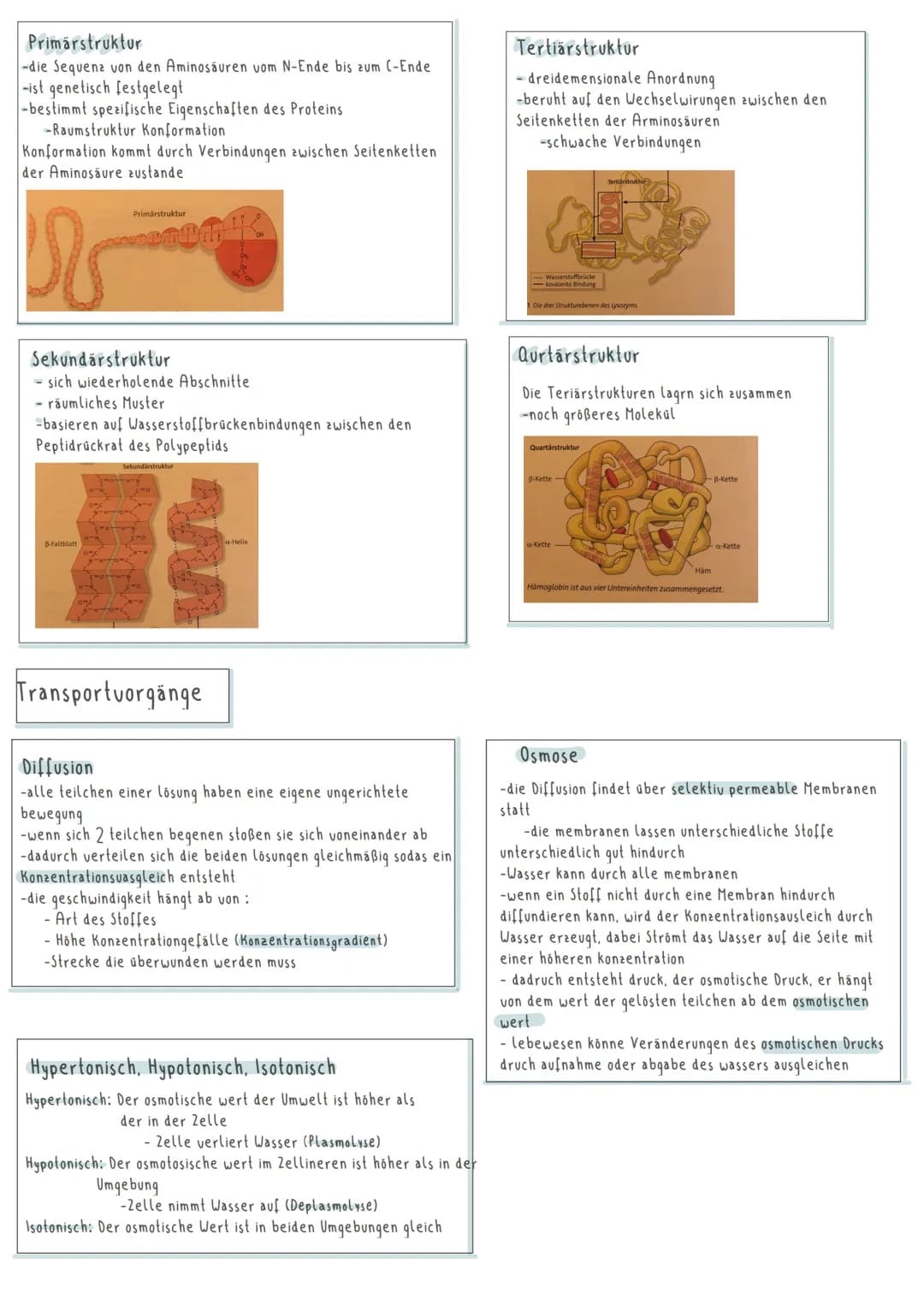 Zellen
Lysosom,
glattes EX
Cytoplasma
freie Ribosomen
Chloroplasten-
Punishmen
Vakuole
Mitochondrien
Mitochondrien
Zentriole
bilden (ylasket
