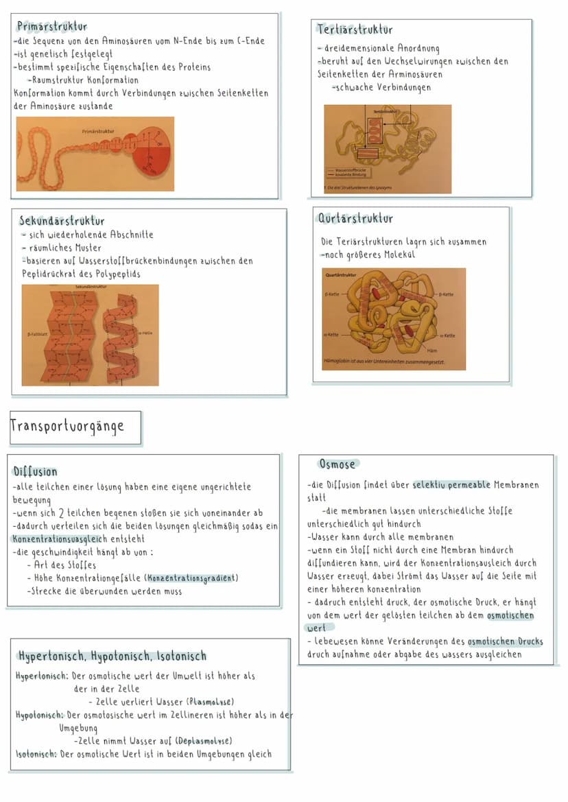 Zellen
Lysosom,
glattes EX
Cytoplasma
freie Ribosomen
Chloroplasten-
Punishmen
Vakuole
Mitochondrien
Mitochondrien
Zentriole
bilden (ylasket