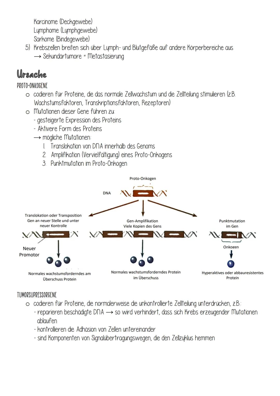 Krebs
Entstehung
Bestimmte Gene regulieren normalerweise Zellwachstum und Zellteilung (Zellzyklus). Anhäufung
somatischer mutationen in dies