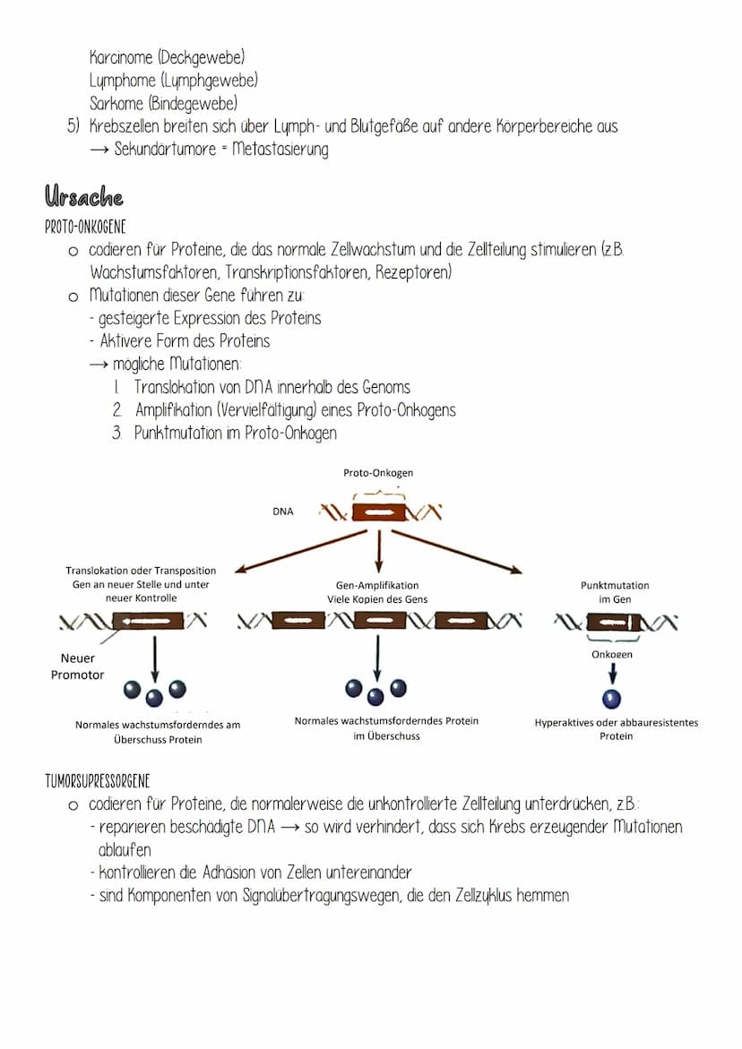 Krebs
Entstehung
Bestimmte Gene regulieren normalerweise Zellwachstum und Zellteilung (Zellzyklus). Anhäufung
somatischer mutationen in dies
