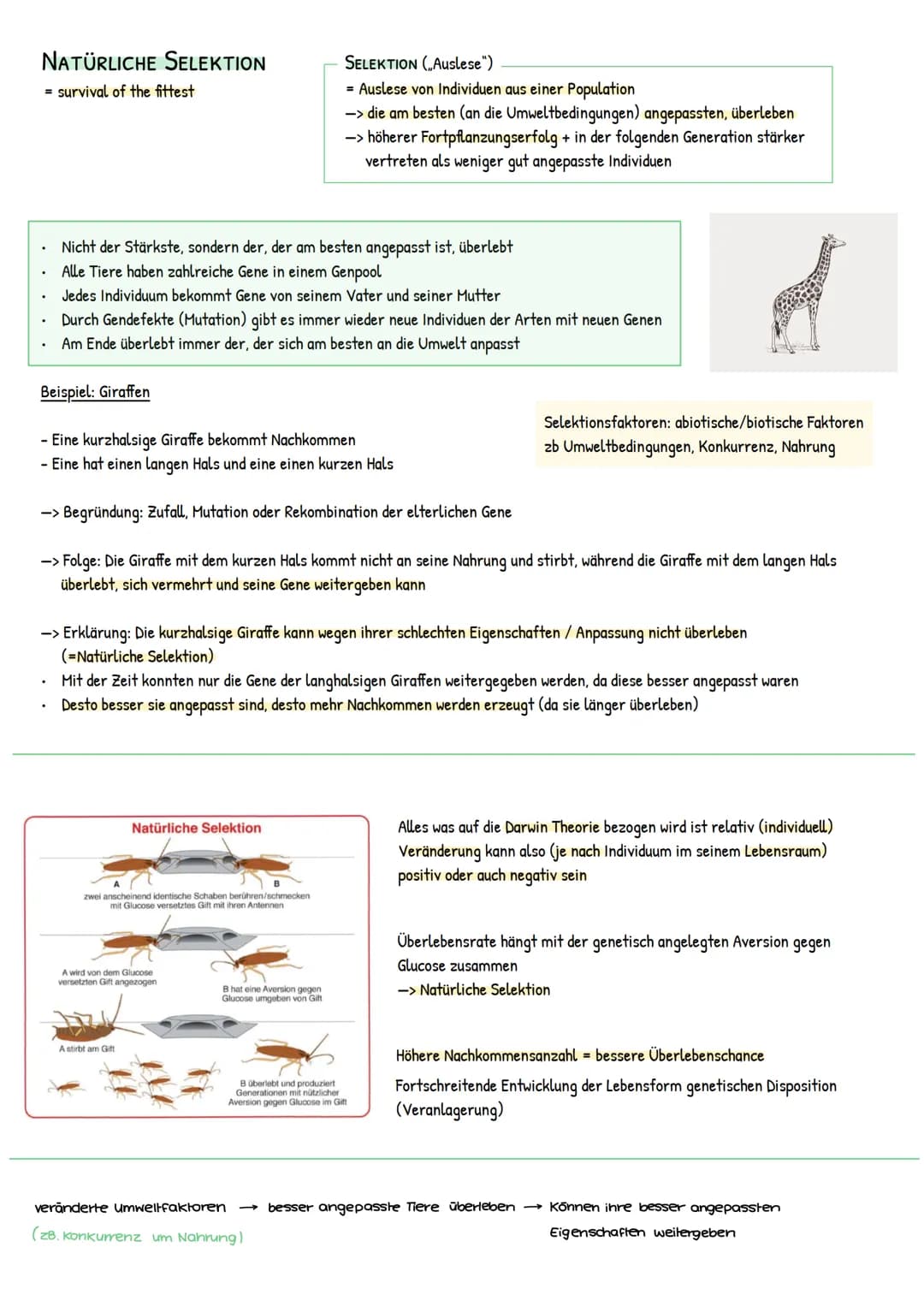 1. EVOLUTIONSTHEORIEN
Aristoteles
(348-322 vor Christus)
Carl von Linné
(1707-1778)
Georges Cuvier
(1769-1832)
Jean-Baptiste de Lamarck
(174