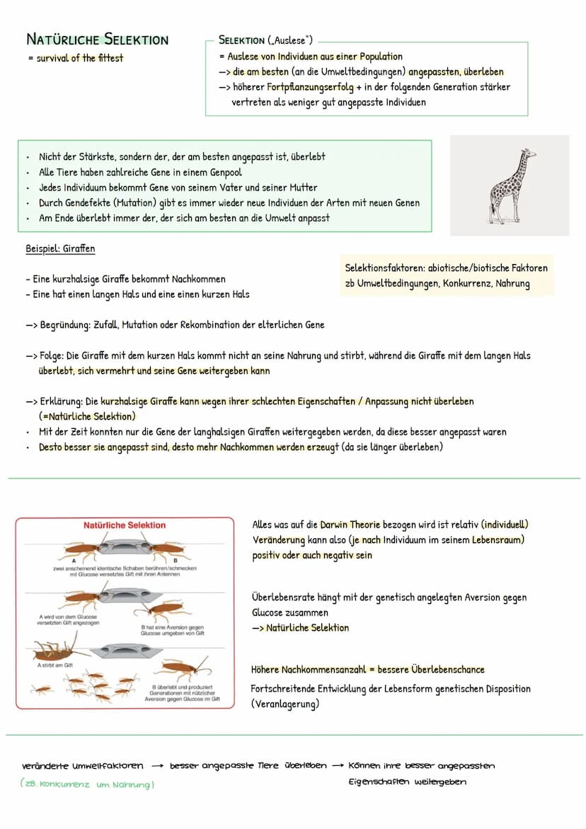 1. EVOLUTIONSTHEORIEN
Aristoteles
(348-322 vor Christus)
Carl von Linné
(1707-1778)
Georges Cuvier
(1769-1832)
Jean-Baptiste de Lamarck
(174