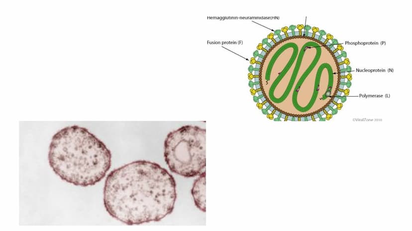 3.Die Verschiedenen Arten von Impfungen
Passive
Immunisierung
Isolierung
Antidreer
Isolierung
Injektion des Impfserums Antikörper
3.2.Die pa