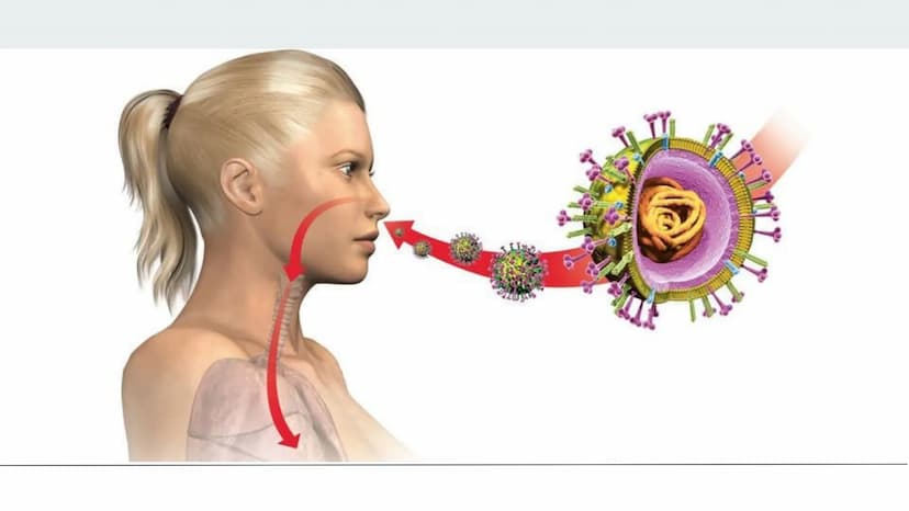 3.Die Verschiedenen Arten von Impfungen
Passive
Immunisierung
Isolierung
Antidreer
Isolierung
Injektion des Impfserums Antikörper
3.2.Die pa