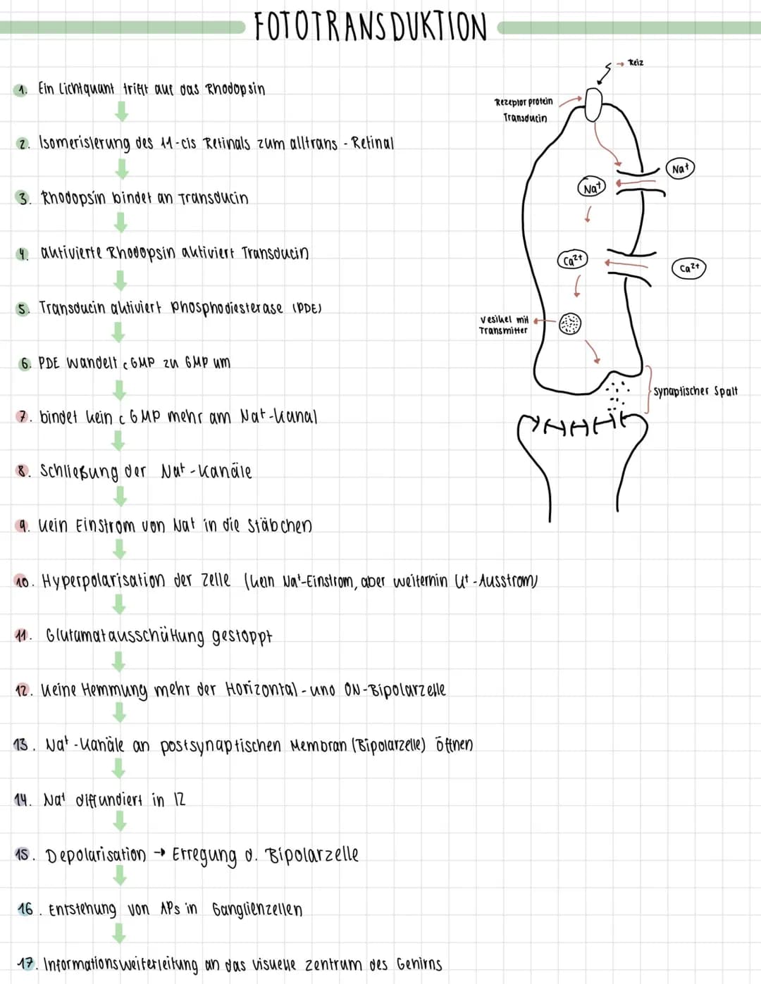 1. Ein Licht quant trifft auf das Rhodopsin
2. Isomerisierung des 11-cis Retinals zum alltrans - Retinal
3. Rhodopsin bindet an Transducin
F