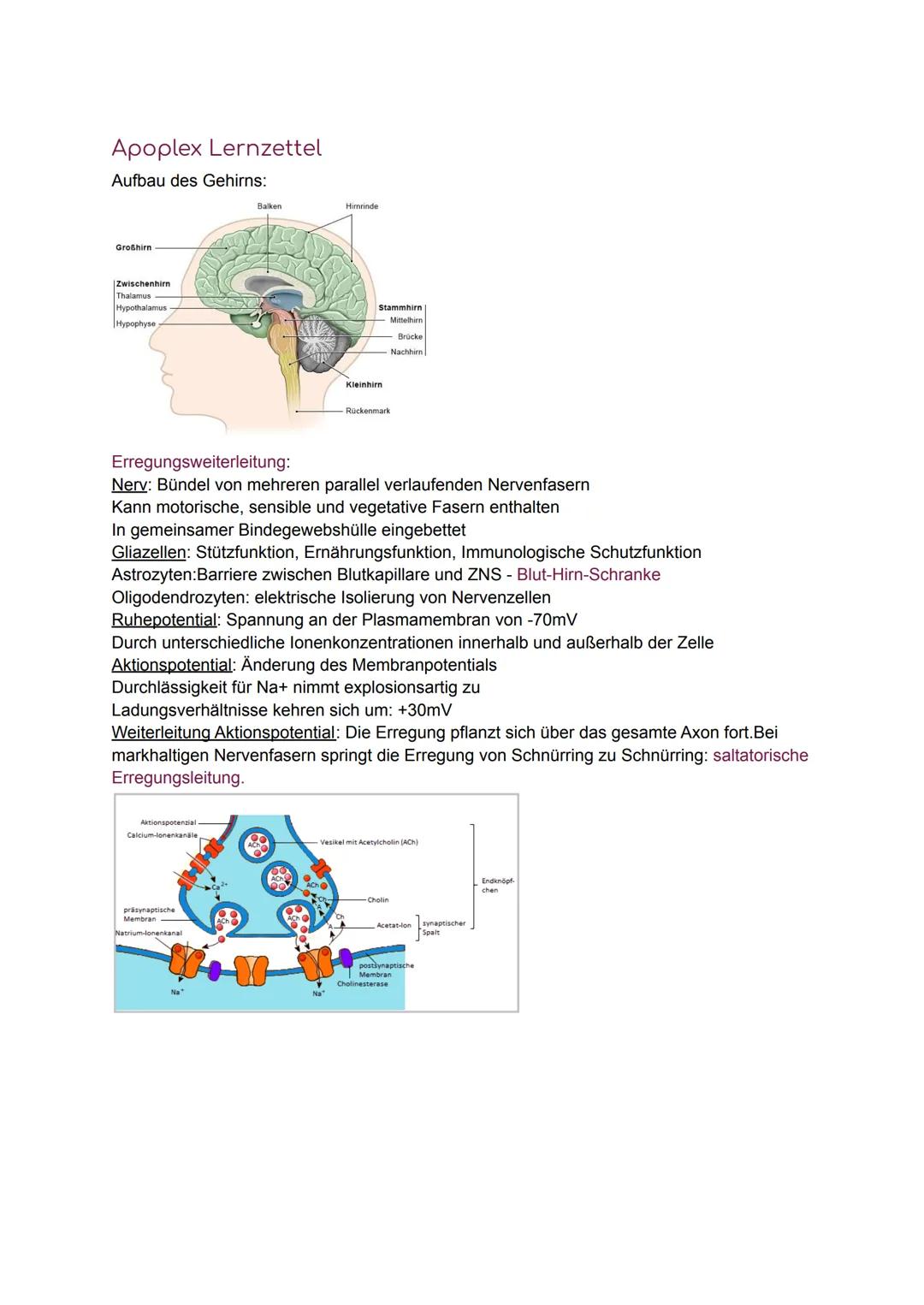 Apoplex Lernzettel
Aufbau des Gehirns:
Großhirn
Zwischenhirn
Thalamus
Hypothalamus
Hypophyse
Balken
Aktionspotenzial
Calcium-Ionenkanäle
prä