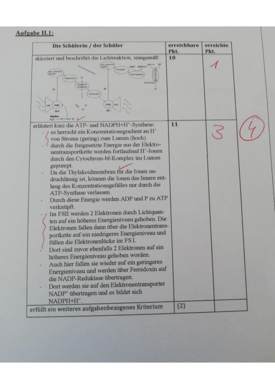 Aufgabe 1.1:
Die Schülerin / der Schüler
zeichnet die Nahrungskette:
Phytoplankton (Produzenten) → Ruderfußkrebs/ Blatt-
fußkrebs (Primärkon