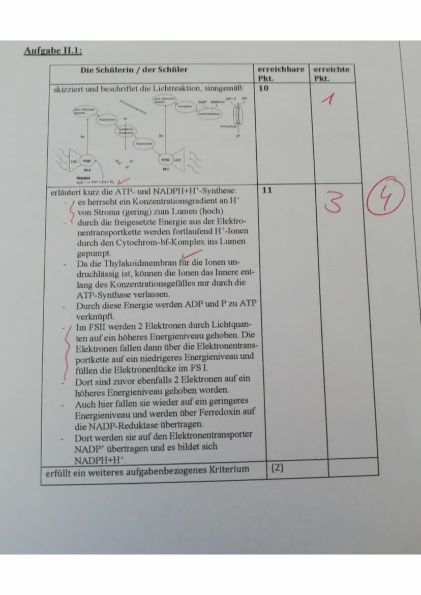Aufgabe 1.1:
Die Schülerin / der Schüler
zeichnet die Nahrungskette:
Phytoplankton (Produzenten) → Ruderfußkrebs/ Blatt-
fußkrebs (Primärkon