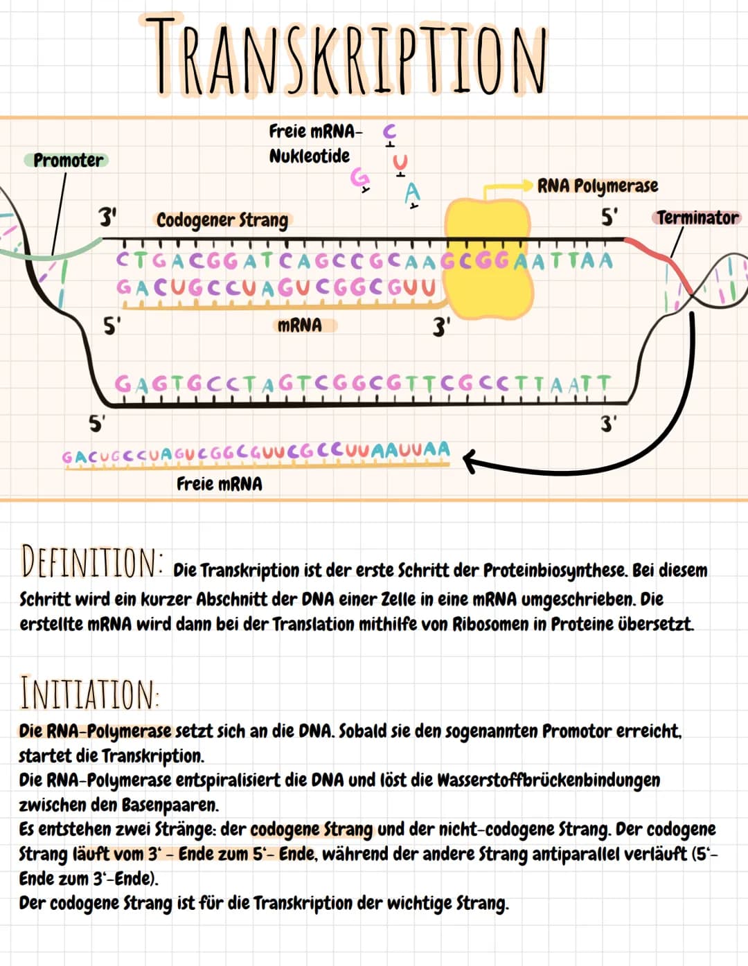 Promoter
3'
5
5'
TRANSKRIPTION
Freie mRNA-
Nukleotide
Codogener Strang
CTGACGGATCAGCCGCAAGCGGAATTAA
GACUGCCUAGUCGGCGUU
mRNA
3'
RNA Polymeras