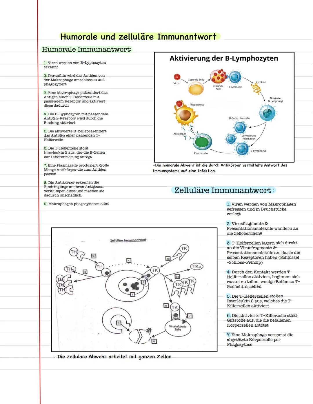 # Humorale und zelluläre Immunantwort

Humorale Immunantwort:
1. Viren werden von B-Lyphozyten
erkannt
2. Daraufhin wird das Antigen von.
de