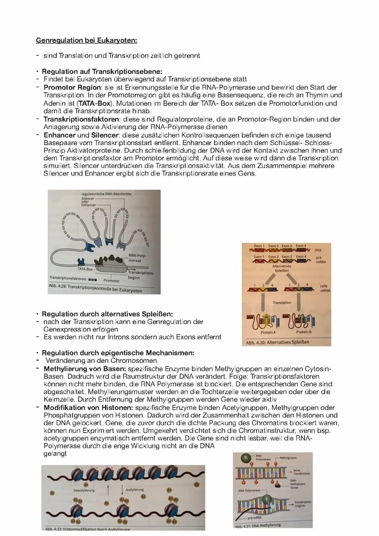 Know Genregulation bei Eukaryoten  thumbnail