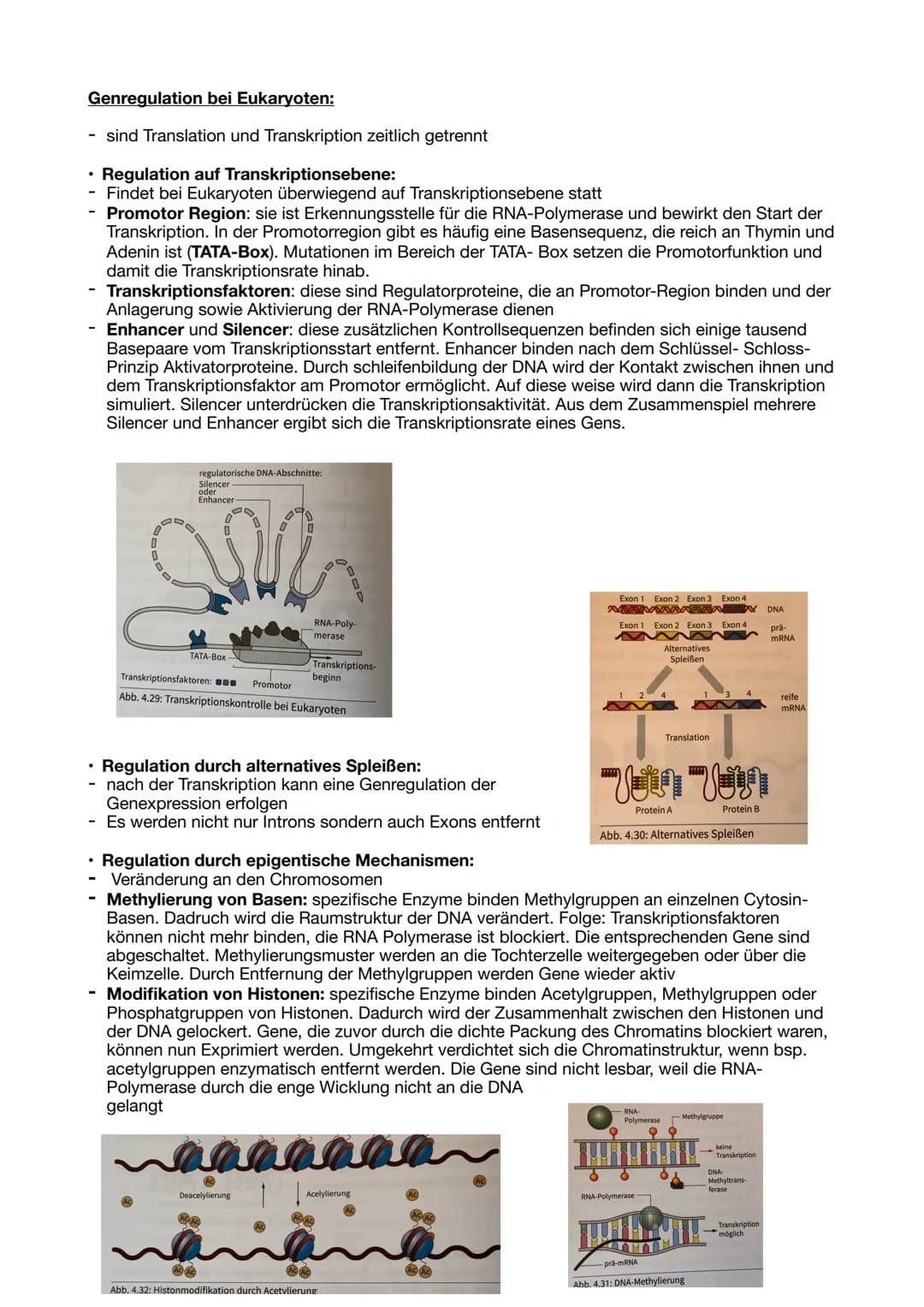 Genregulation bei Eukaryoten:
- sind Translation und Transkription zeitlich getrennt
Regulation auf Transkriptionsebene:
- Findet bei Eukary