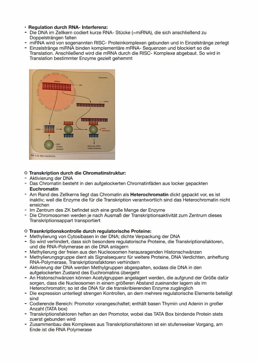 Genregulation bei Eukaryoten:
- sind Translation und Transkription zeitlich getrennt
Regulation auf Transkriptionsebene:
- Findet bei Eukary