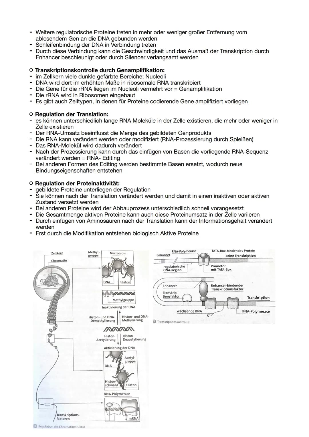Genregulation bei Eukaryoten:
- sind Translation und Transkription zeitlich getrennt
Regulation auf Transkriptionsebene:
- Findet bei Eukary