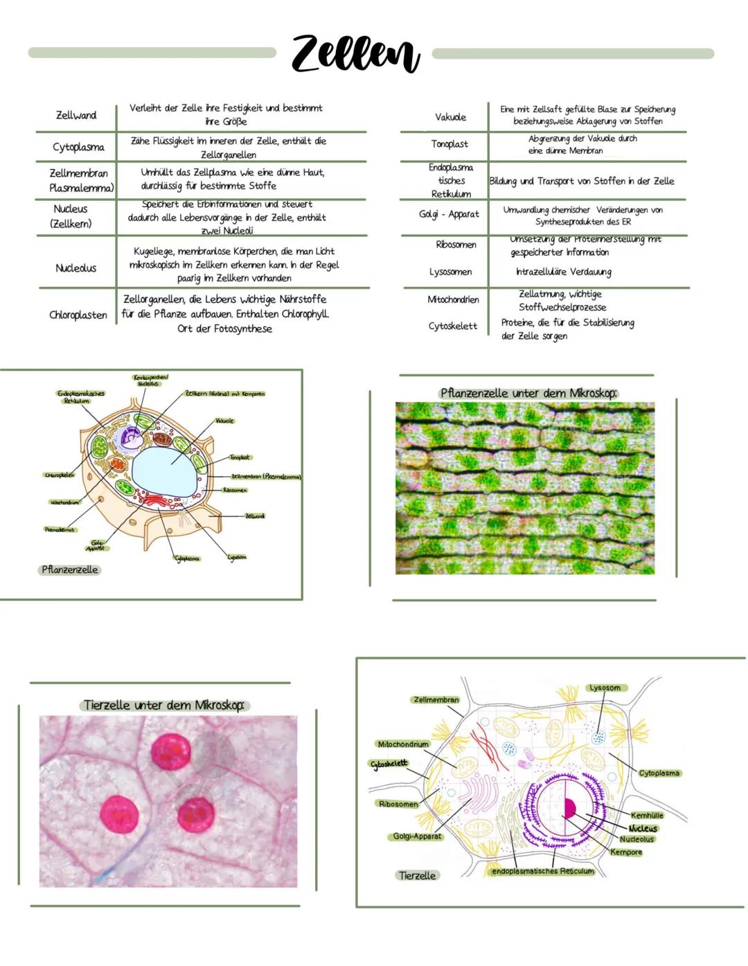 Zellwand
Cytoplasma
Zellmembran
Plasmalemma)
Nucleus
(Zellkem)
Nucledus
Endoplasmatisches
Retikulum
Cheropheten
Mlochondrium
Premademus
Gola