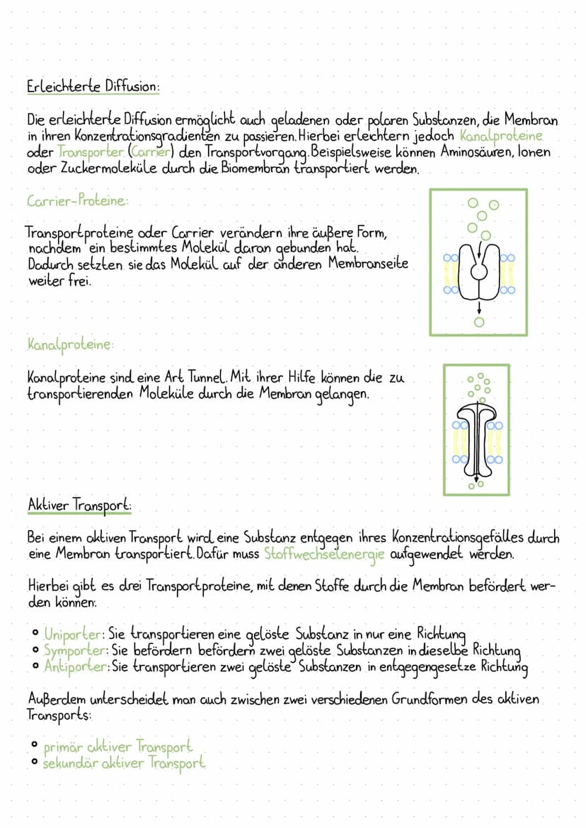 O
StoretvansPORT
Eine wichtige Aufgabe der Biomembran ist der Stofftransport in den Zellen. Die Membran
lässt dabei nur bestimmte Stoffe dur