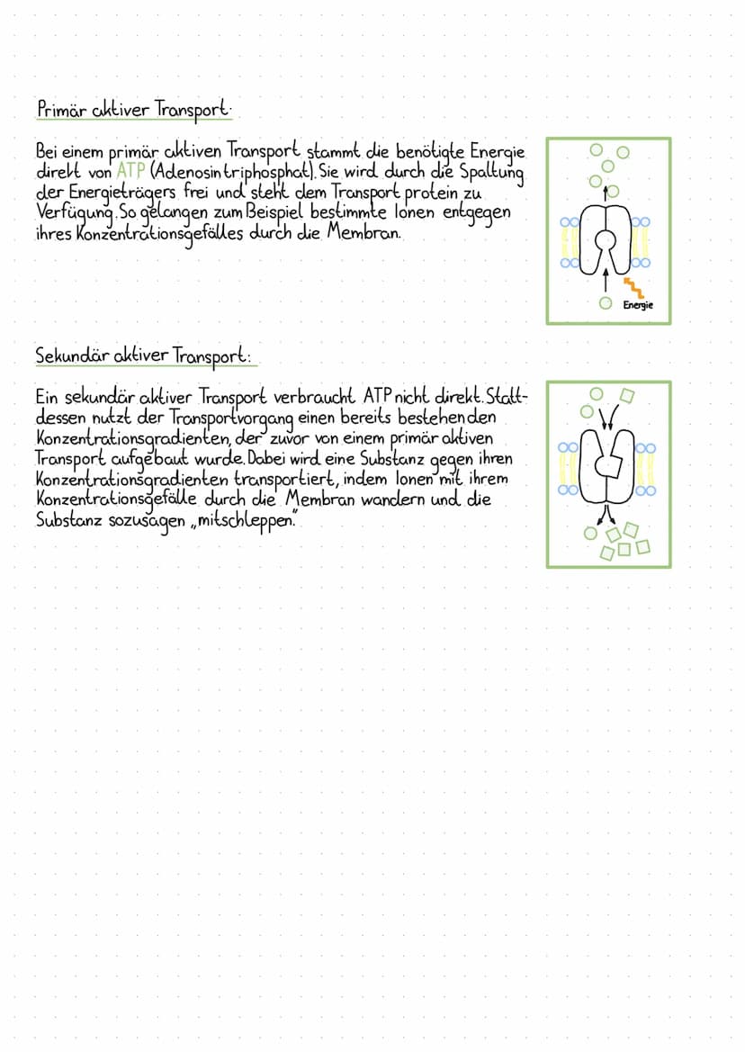 O
StoretvansPORT
Eine wichtige Aufgabe der Biomembran ist der Stofftransport in den Zellen. Die Membran
lässt dabei nur bestimmte Stoffe dur