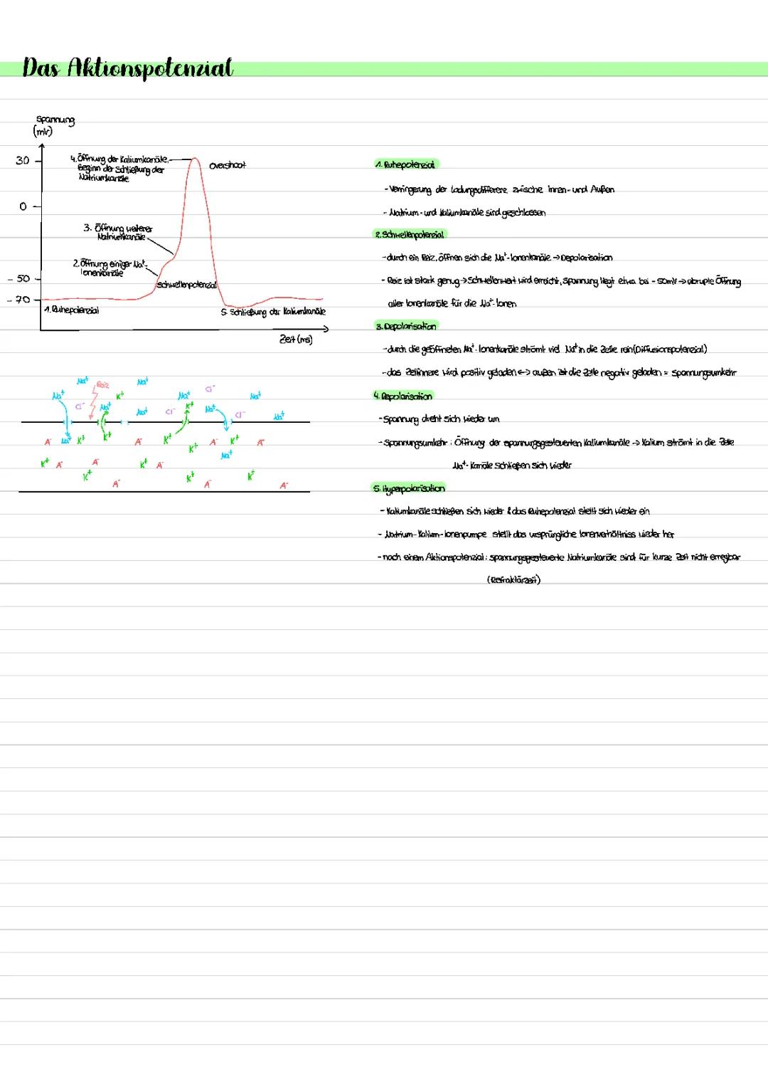 Das Aktionspotenzial 