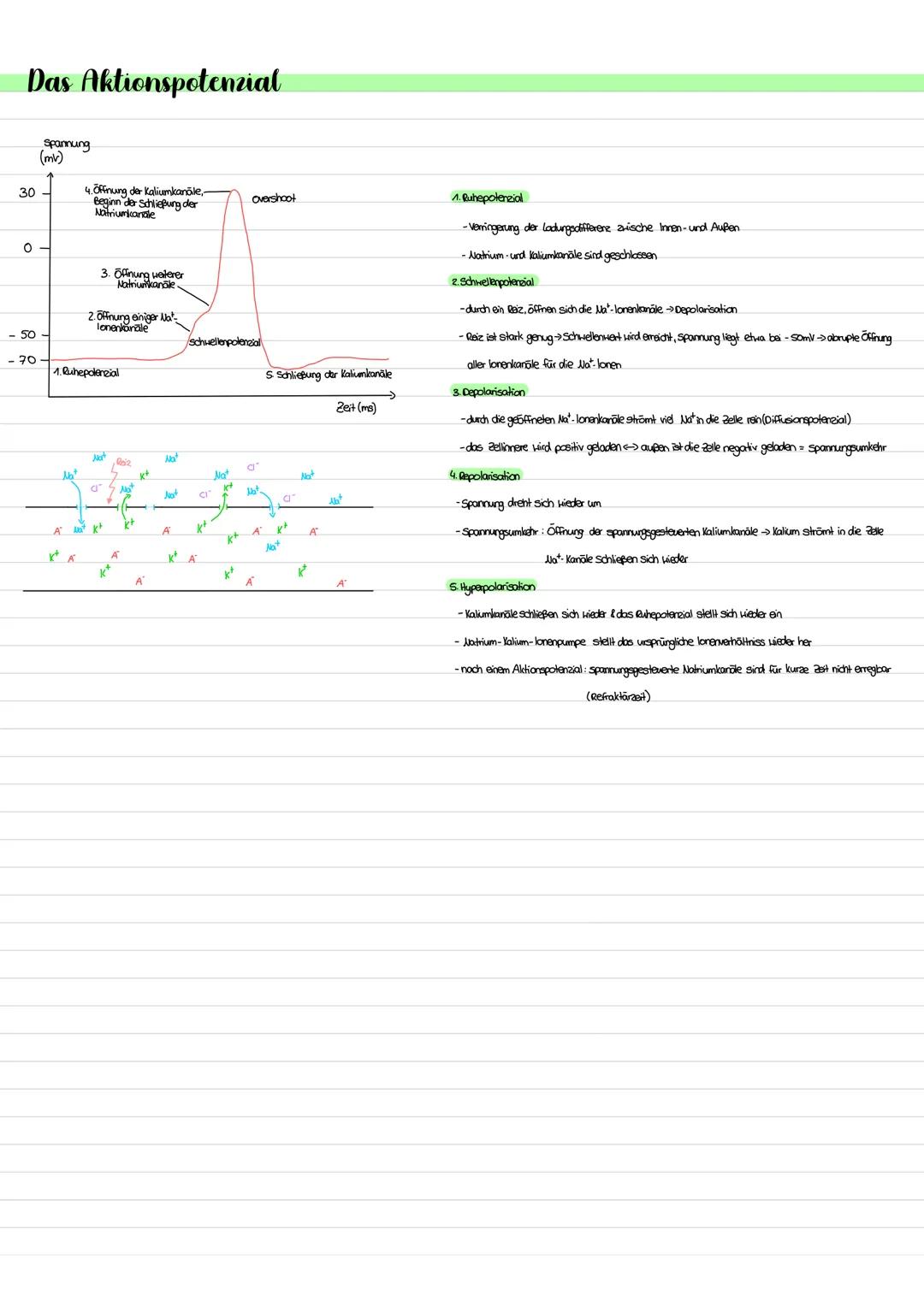 Das Aktionspotenzial
4. Öffnung der Kaliumkanāle,
Beginn der Schließung der
Overshoot
Natriumkanale
E
3. Öffnung weiterer
Natriumkanale.
2. 