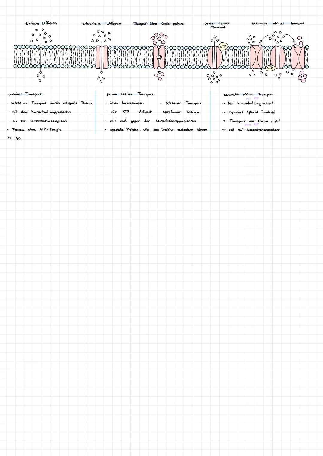 Thema: Biomembran
Lipid-Doppelschicht
-> Wasser liebend
->Wasserabweisend
Phospholipid
hydrophiler Kopf: ← außen der Membran
-> Fettsäureres