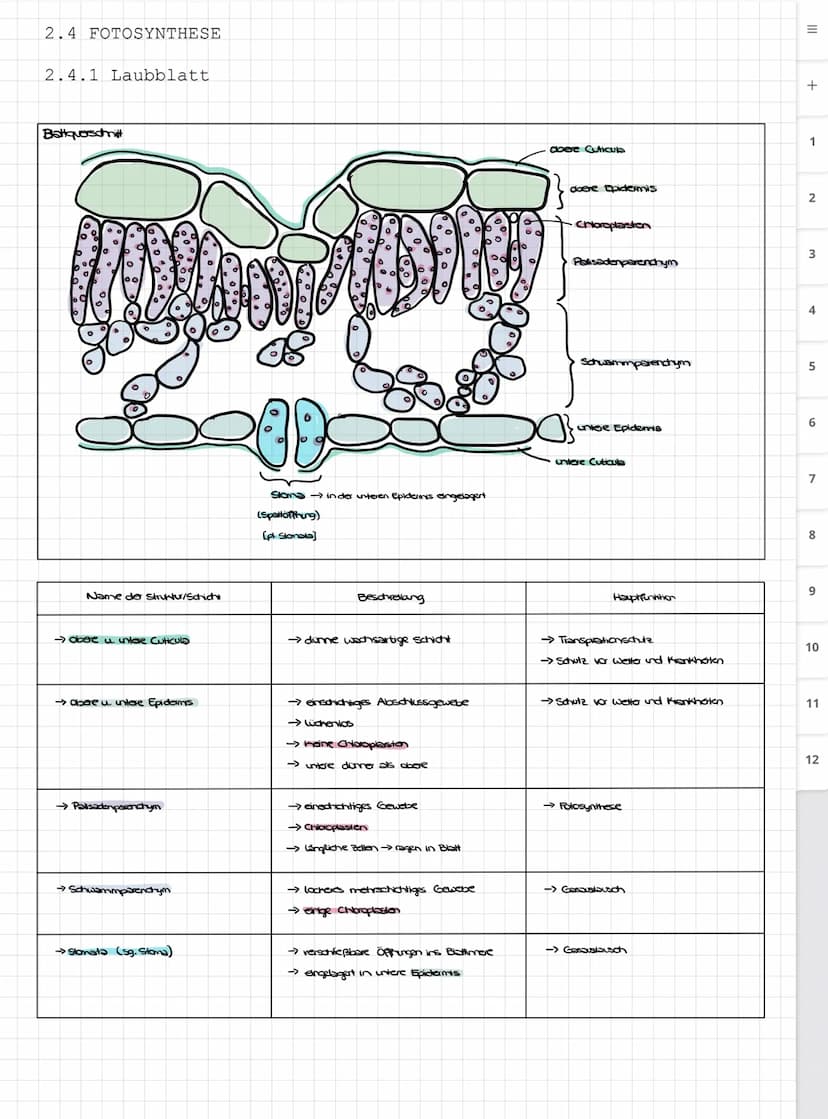 Biologie LK
Abiturvorbereitung abitur.nrw
Leistungskurs
Genetik
Meiose und Rekombination
Analyse von Familienstammbäu-
men
Proteinbiosynthes