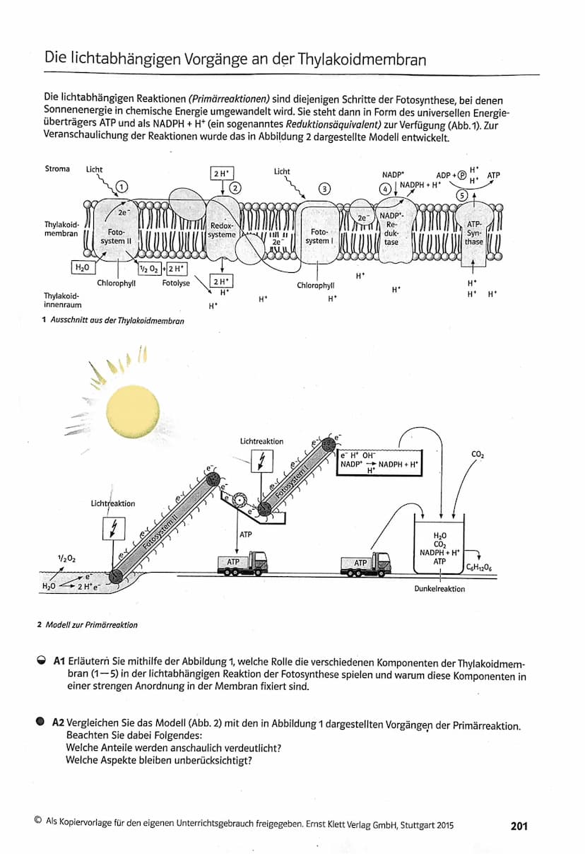 Biologie LK
Abiturvorbereitung abitur.nrw
Leistungskurs
Genetik
Meiose und Rekombination
Analyse von Familienstammbäu-
men
Proteinbiosynthes