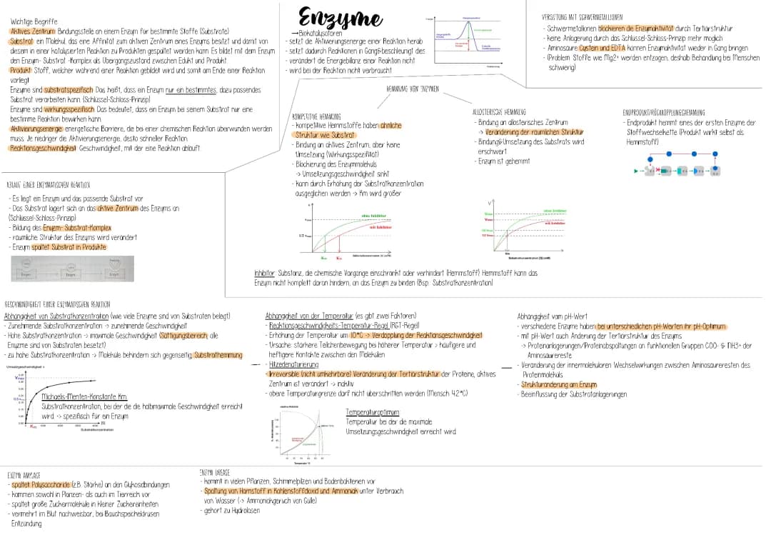 Enzyme