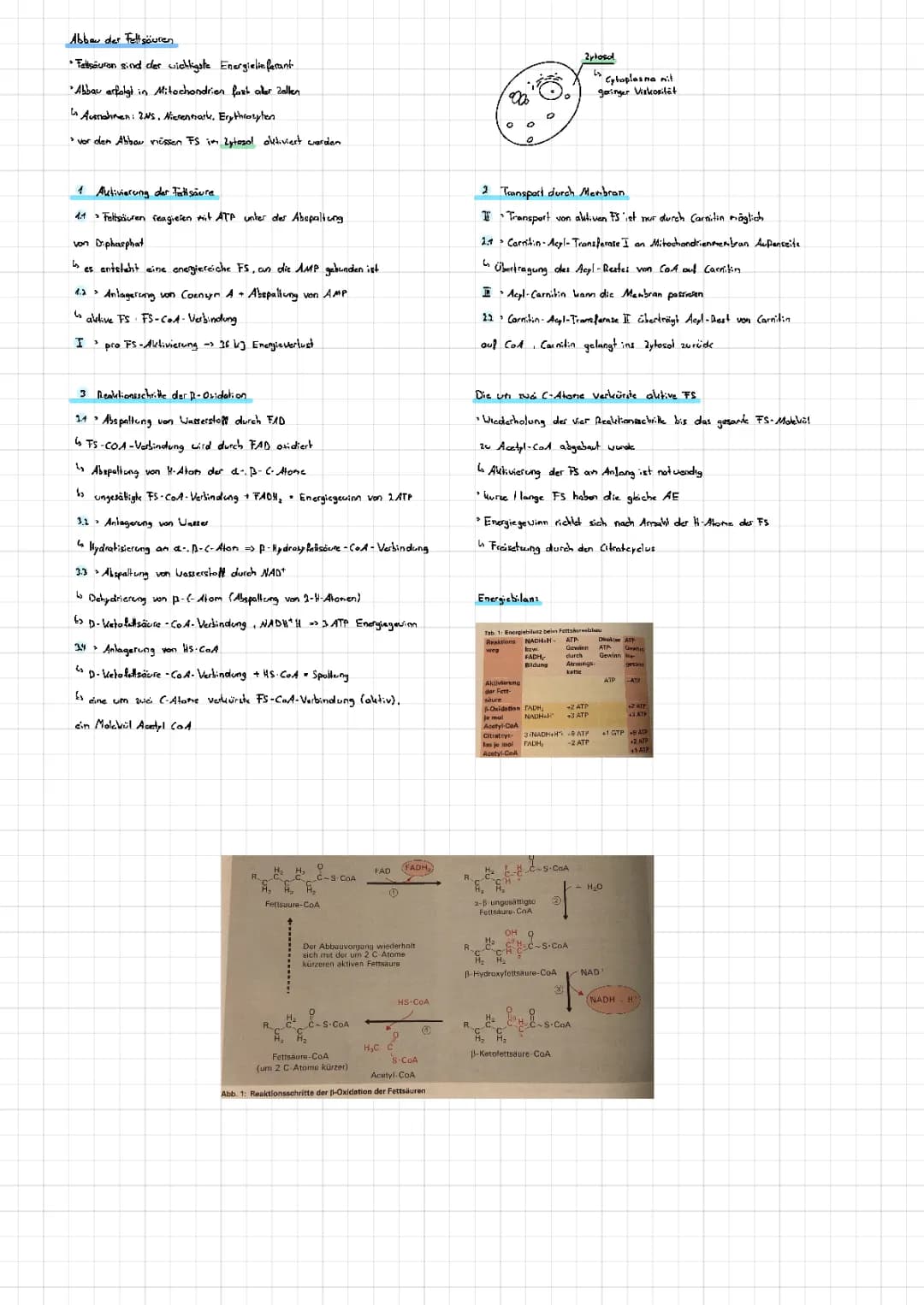 Beta-Oxidation der Fettsäuren