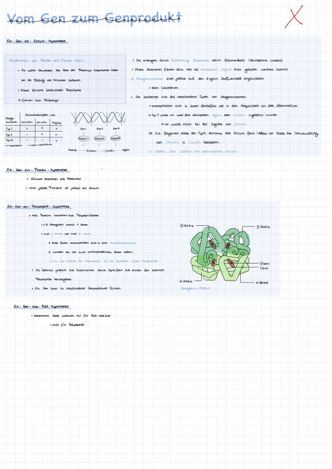 Humangenetik Genetik Molekulare Genetik
DNA ALS TRÄGER DER ERBINFORMATION
Transformationsexperimente
Experimente von Griffith (1828) and Ave