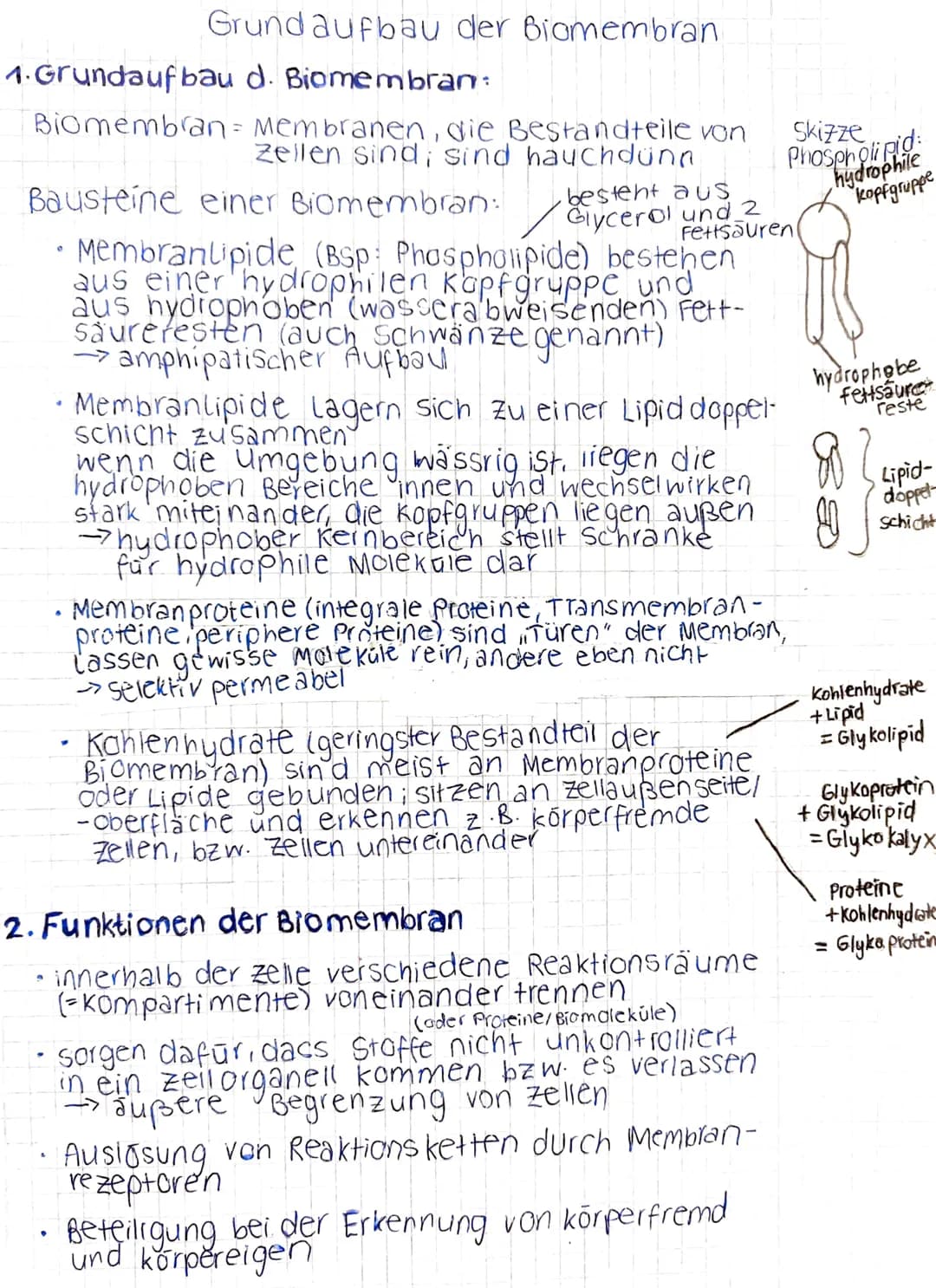 Grund aufbau der Biomembran
d. Biomembran:
1.Grundaufbau
Biomembran = Membranen, die Bestandteile von
Zellen sind, sind hauchdünn
Bausteine 