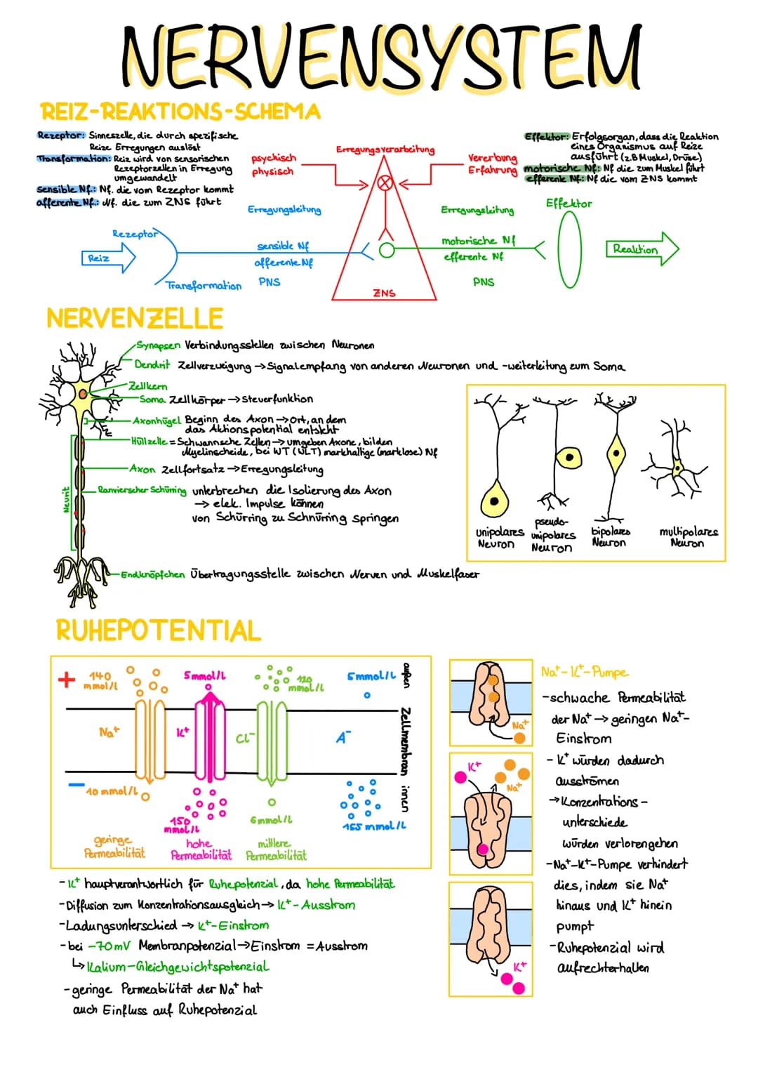REIZ-REAKTIONS-SCHEMA
Rezeptor: Sinneszelle, die durch spezifische
Reize Erregungen auslöst
Transformation: Reiz wird von sensorischen
Rezep