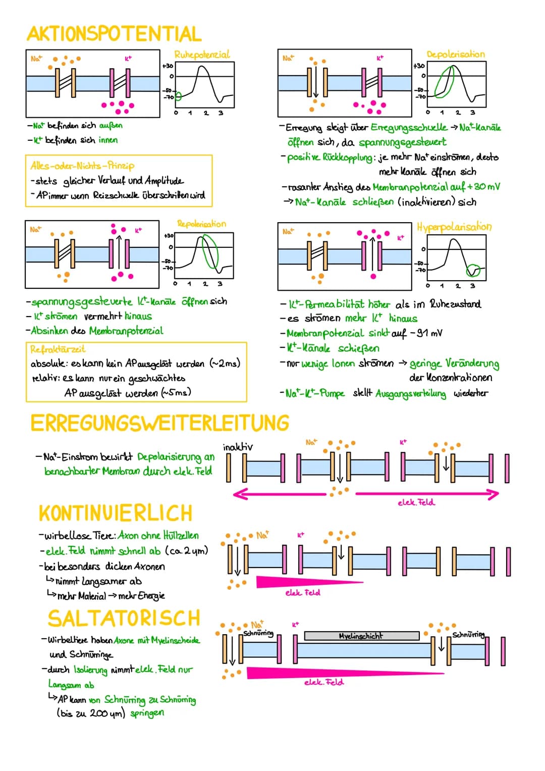 REIZ-REAKTIONS-SCHEMA
Rezeptor: Sinneszelle, die durch spezifische
Reize Erregungen auslöst
Transformation: Reiz wird von sensorischen
Rezep