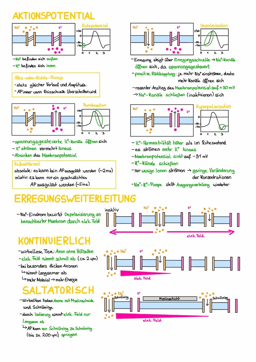 REIZ-REAKTIONS-SCHEMA
Rezeptor: Sinneszelle, die durch spezifische
Reize Erregungen auslöst
Transformation: Reiz wird von sensorischen
Rezep
