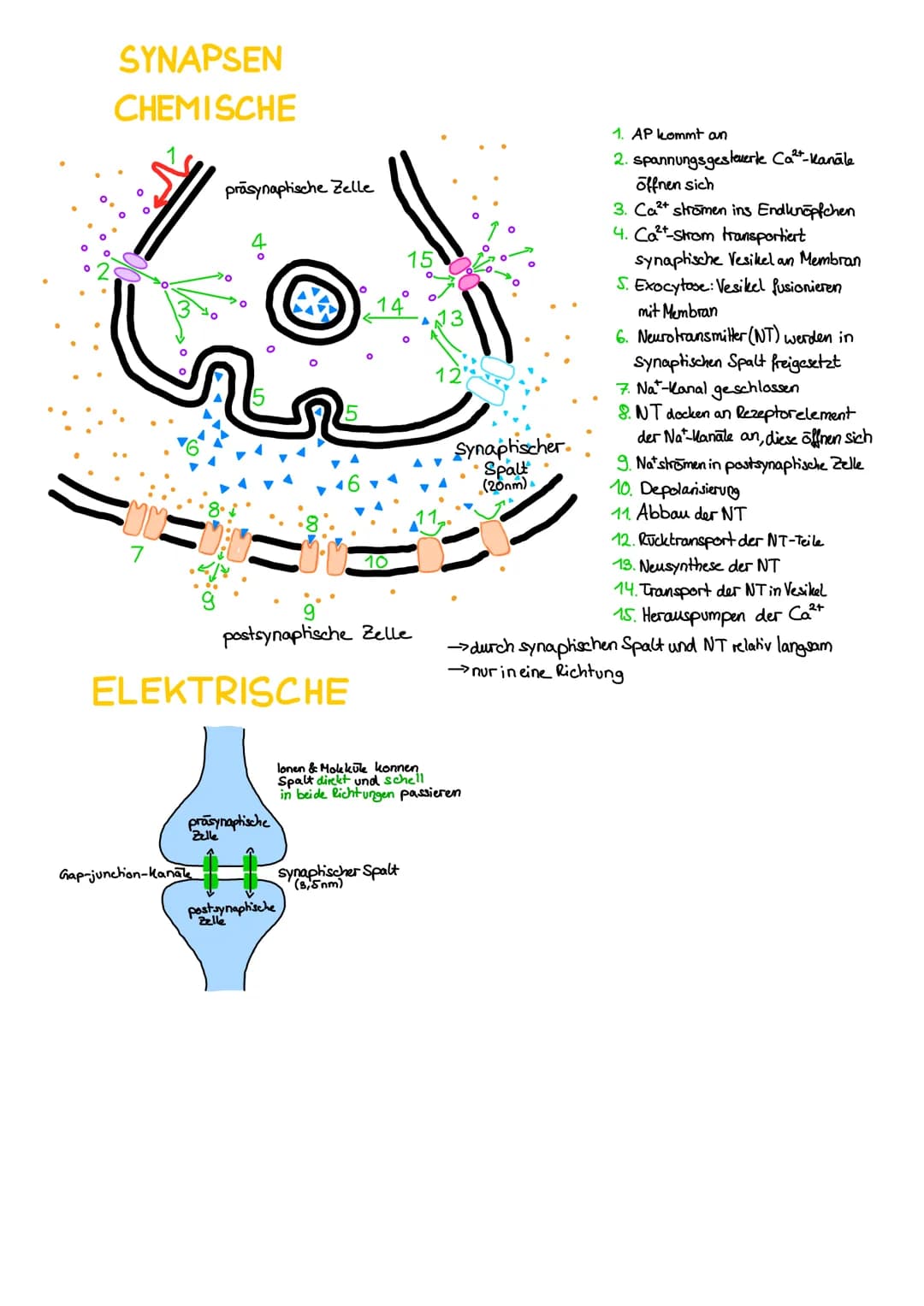 REIZ-REAKTIONS-SCHEMA
Rezeptor: Sinneszelle, die durch spezifische
Reize Erregungen auslöst
Transformation: Reiz wird von sensorischen
Rezep