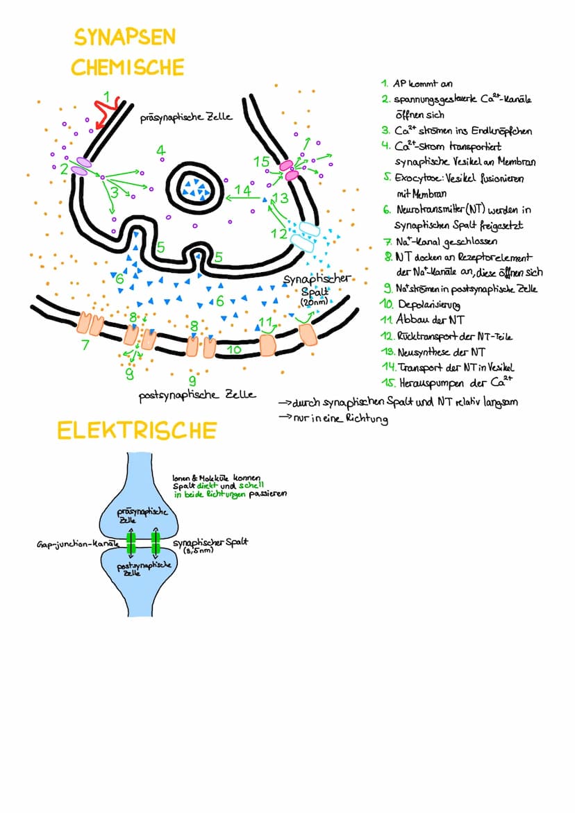 REIZ-REAKTIONS-SCHEMA
Rezeptor: Sinneszelle, die durch spezifische
Reize Erregungen auslöst
Transformation: Reiz wird von sensorischen
Rezep