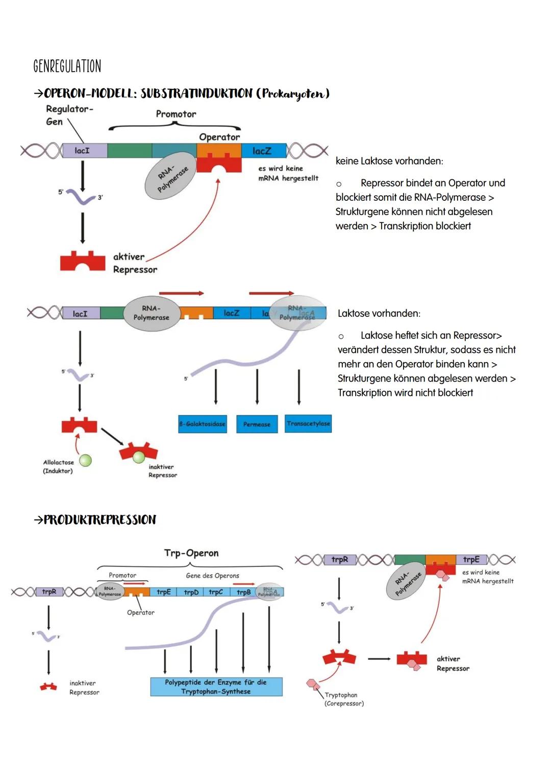 M GENETIK
AUFBAU UND REPLIKATION DER DNA
→Watson-Crick-Modell:
-DNA-Strukturmodell, das besagt, dass die DNA aus zwei
ähnelnden Strängen bes