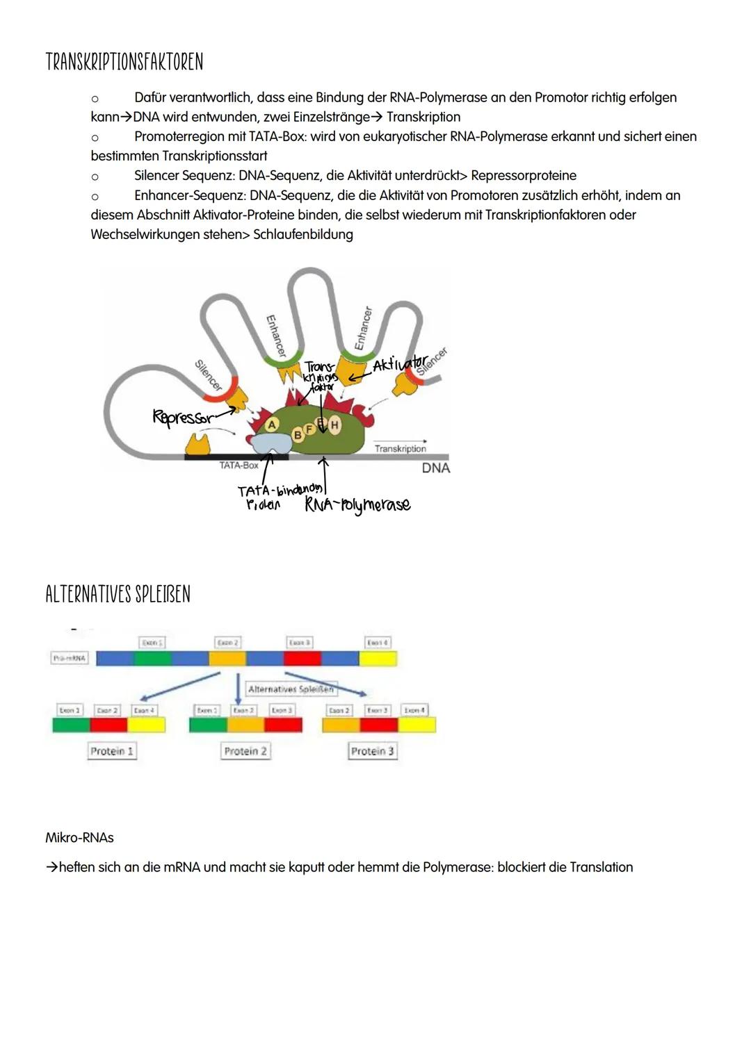 M GENETIK
AUFBAU UND REPLIKATION DER DNA
→Watson-Crick-Modell:
-DNA-Strukturmodell, das besagt, dass die DNA aus zwei
ähnelnden Strängen bes