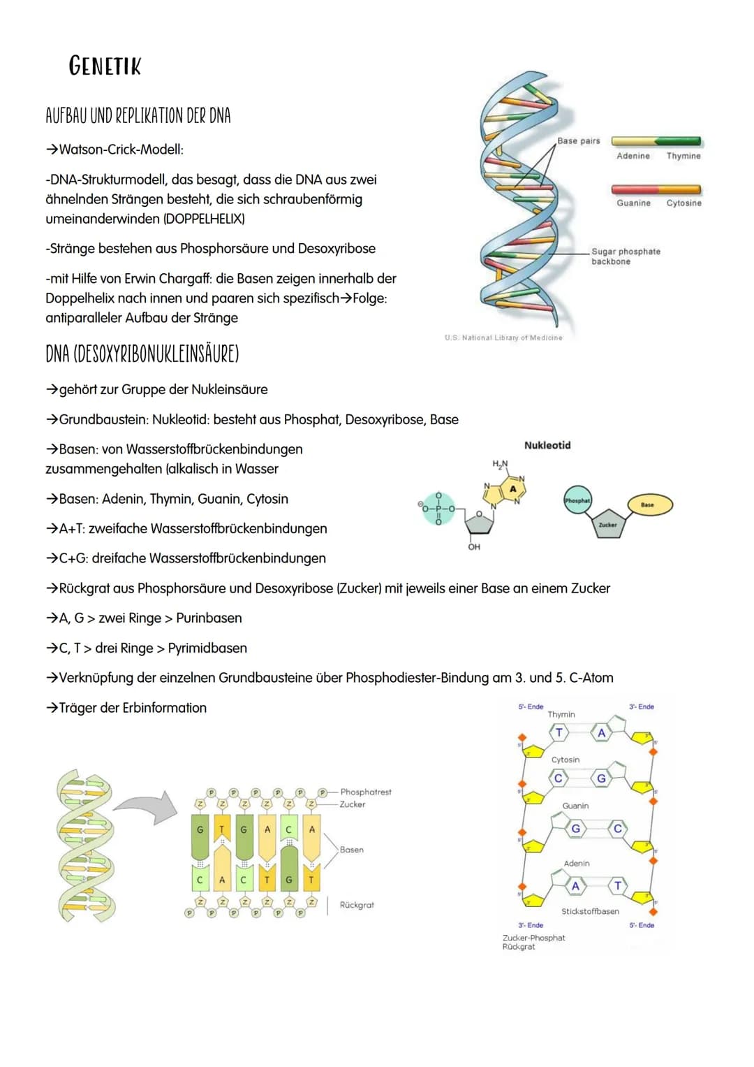 M GENETIK
AUFBAU UND REPLIKATION DER DNA
→Watson-Crick-Modell:
-DNA-Strukturmodell, das besagt, dass die DNA aus zwei
ähnelnden Strängen bes