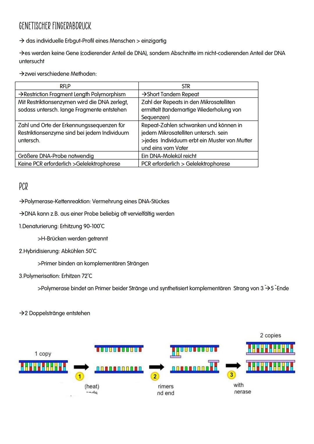 M GENETIK
AUFBAU UND REPLIKATION DER DNA
→Watson-Crick-Modell:
-DNA-Strukturmodell, das besagt, dass die DNA aus zwei
ähnelnden Strängen bes