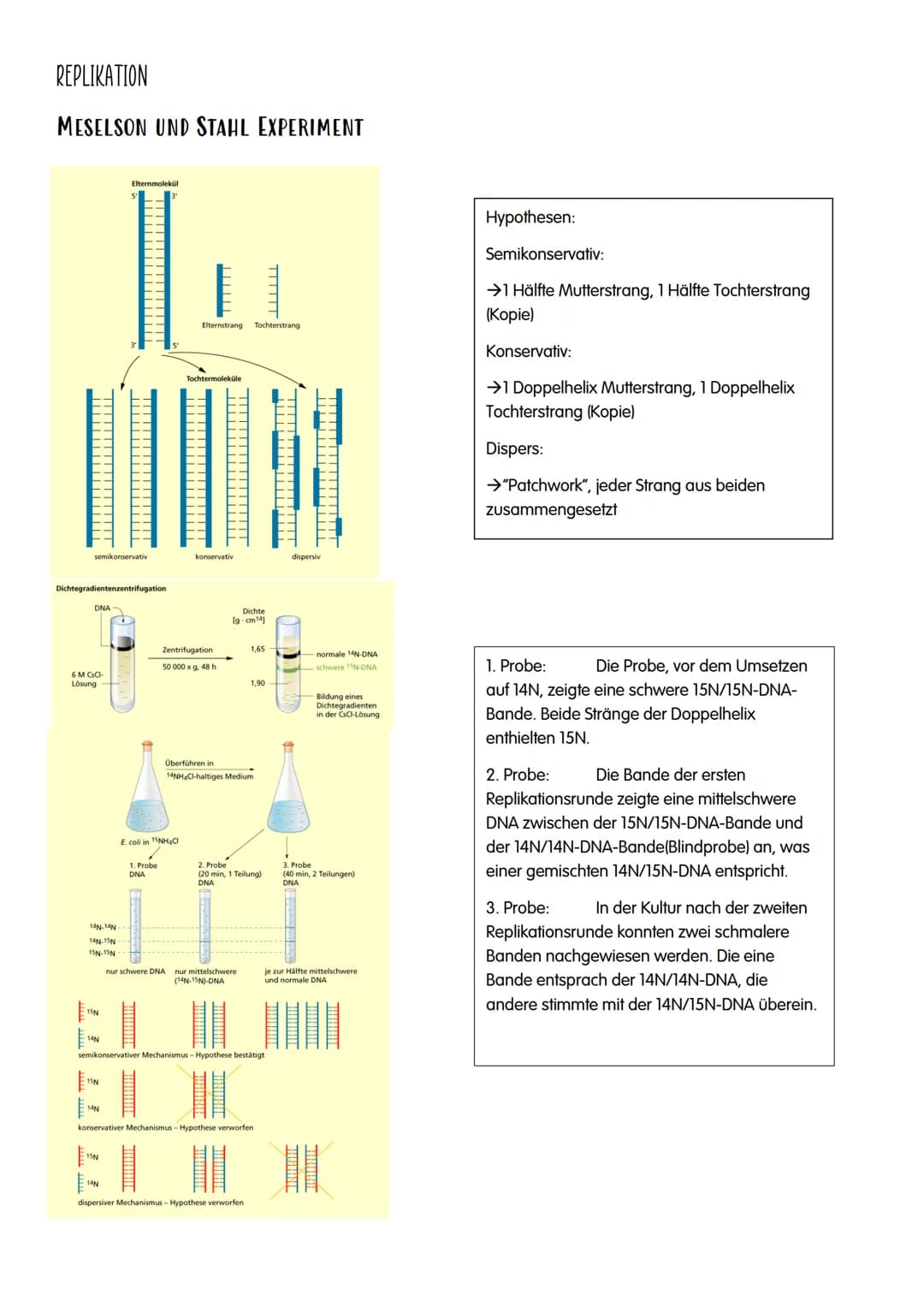 M GENETIK
AUFBAU UND REPLIKATION DER DNA
→Watson-Crick-Modell:
-DNA-Strukturmodell, das besagt, dass die DNA aus zwei
ähnelnden Strängen bes