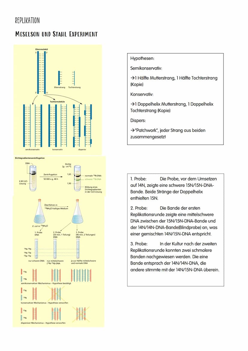 M GENETIK
AUFBAU UND REPLIKATION DER DNA
→Watson-Crick-Modell:
-DNA-Strukturmodell, das besagt, dass die DNA aus zwei
ähnelnden Strängen bes
