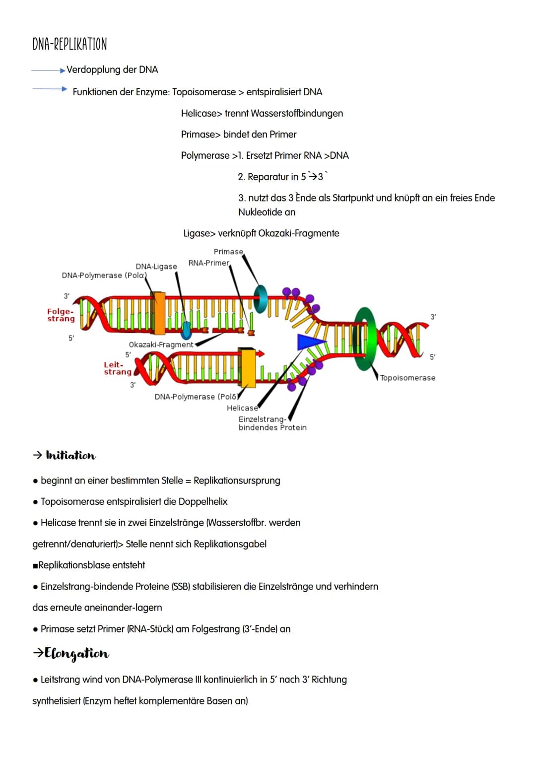 M GENETIK
AUFBAU UND REPLIKATION DER DNA
→Watson-Crick-Modell:
-DNA-Strukturmodell, das besagt, dass die DNA aus zwei
ähnelnden Strängen bes