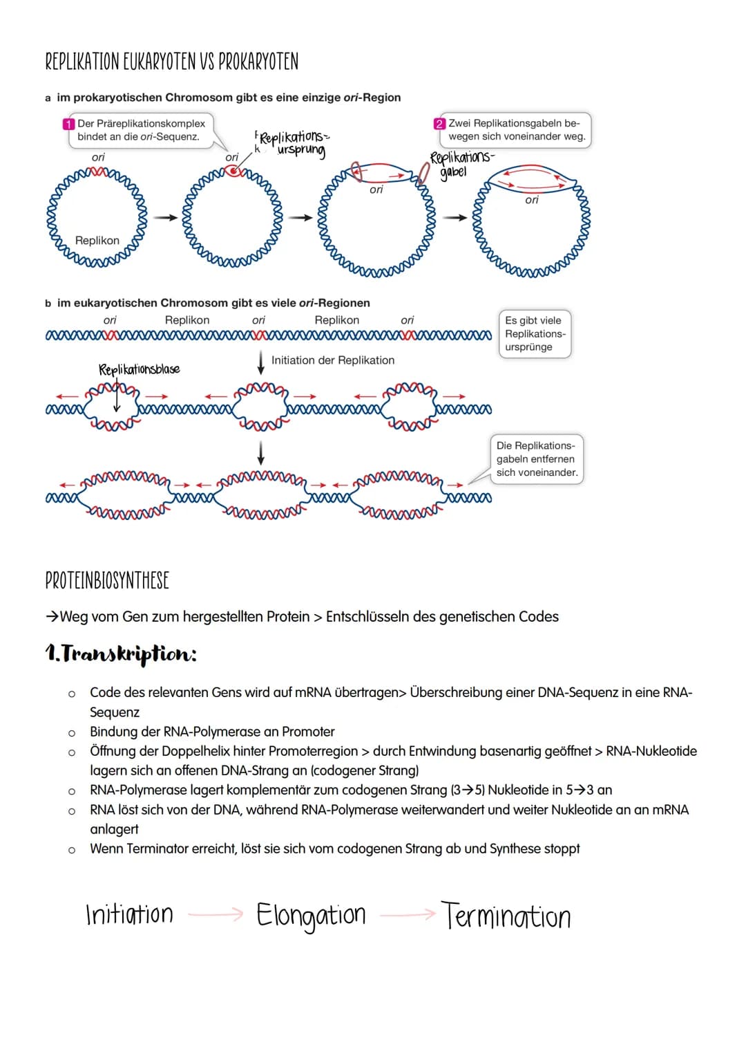 M GENETIK
AUFBAU UND REPLIKATION DER DNA
→Watson-Crick-Modell:
-DNA-Strukturmodell, das besagt, dass die DNA aus zwei
ähnelnden Strängen bes