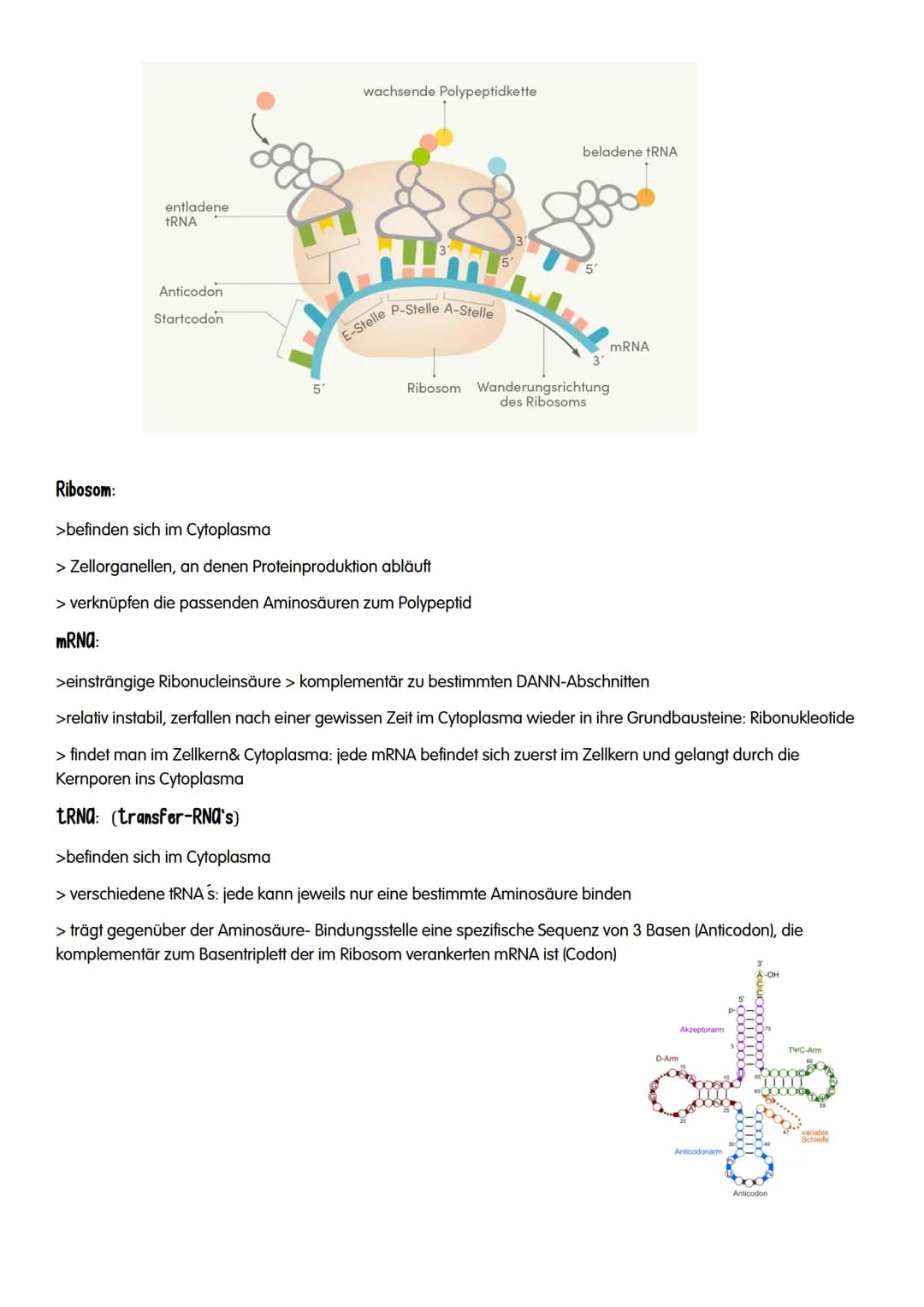 M GENETIK
AUFBAU UND REPLIKATION DER DNA
→Watson-Crick-Modell:
-DNA-Strukturmodell, das besagt, dass die DNA aus zwei
ähnelnden Strängen bes